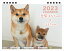 【予約販売】 豆柴犬はなちゃん&まるちゃん 2023年 卓上カレンダー TC23174 1,180円
