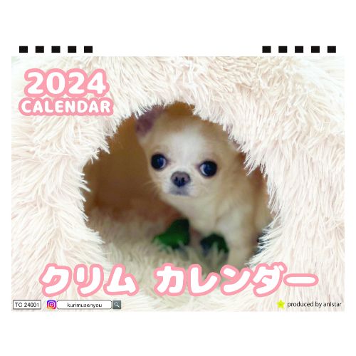 【予約販売】 チワワ犬のクリム 2024年 卓上 カレンダー TC24246