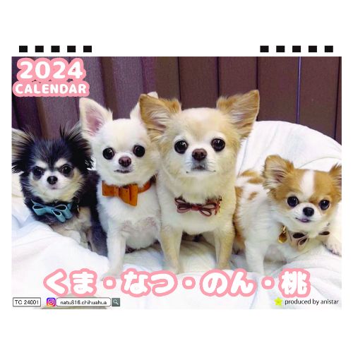 【予約販売】 チワワ犬のくま・なつ・のん・桃・MIKI 2024年 卓上 カレンダー TC24260