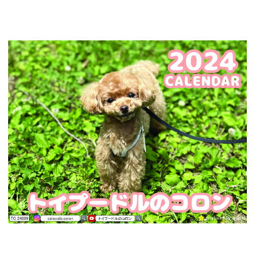 【予約販売】 トイプードル犬のコロン 2024年 卓上 カレンダー TC24009