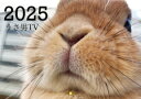 【予約販売】 うさぎ うちのウサ 2025年 壁掛け カレンダー KK25122