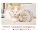 【予約販売】 うさぎのコガラナ天パのうさハムch 2025年 ECO卓上半面 カレンダー TC25170