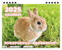 【予約販売】 うさぎのランとコナンとシェリー 2025年 卓上半面 カレンダー TC25185