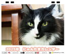 【予約販売】 猫のにゃんたま 2025年 ECO卓上半面 カレンダー TC25019(3)