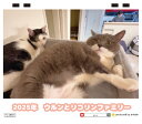 【予約販売】 猫のウルン&リコリン 2025年 ECO卓上半面 カレンダー TC25272(3)