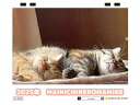 【予約販売】 猫のMAINICHINEKOMAMIRE 2025年 卓上半面 カレンダー TC25344(3)