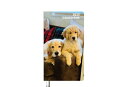 【予約販売】 ゴールデンレトリバー犬のコメ&イクラ 2025年 ポケットスケジュール帳 PO25368(3)