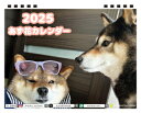 【予約販売】 柴犬のあず花 2025年 卓上半面 カレンダー TC25097