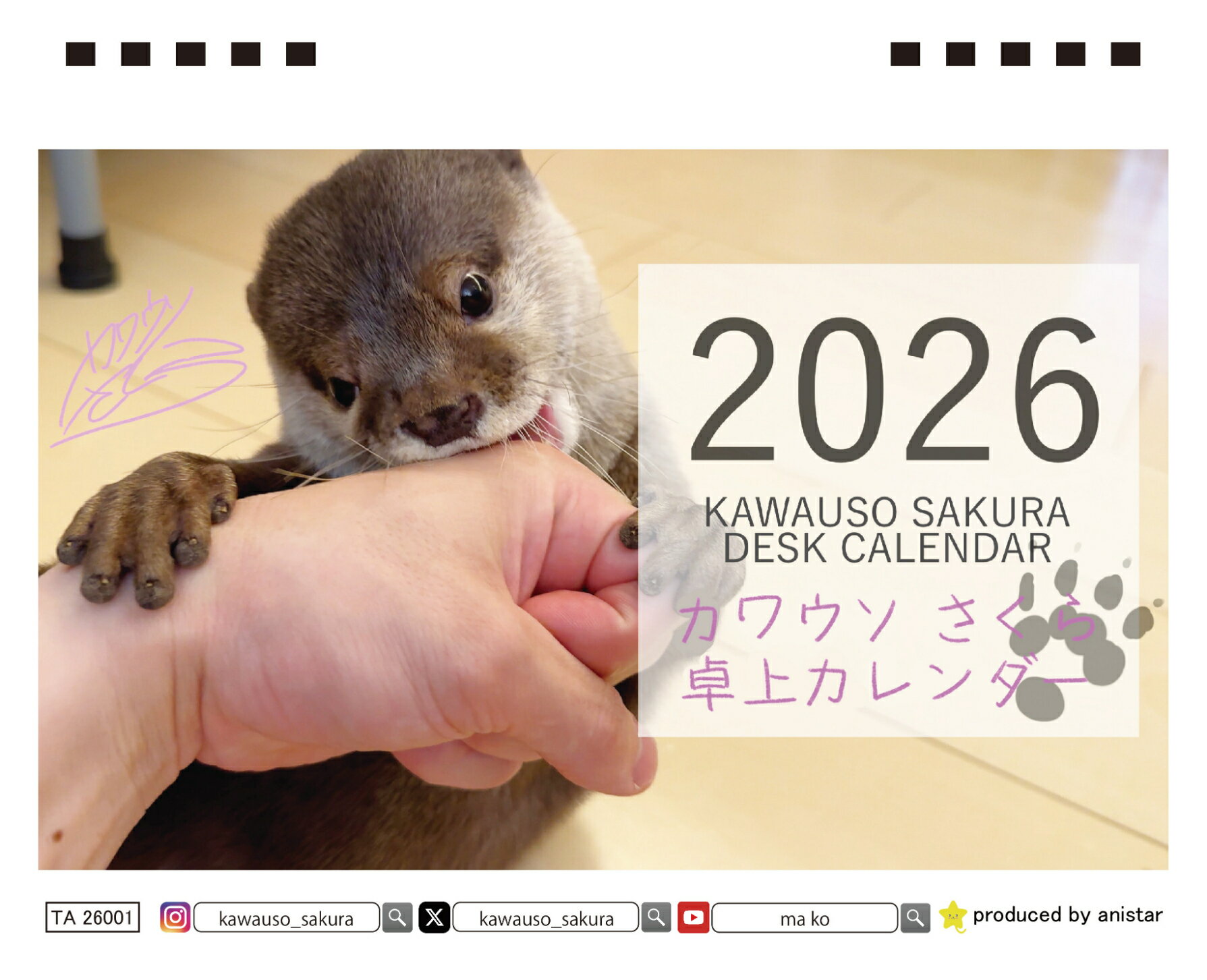 【予約販売】 カワウソ さくら 2026年 卓上カレンダー TA26252