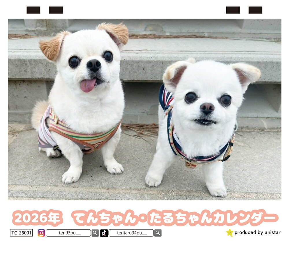 【予約販売】 てんちゃん・たるちゃん 犬 2026年 卓上カレンダー TC26257