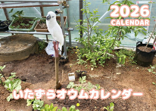 【予約販売】 いたずらオウム 鳥 2026年 壁掛け カレンダー KA26288