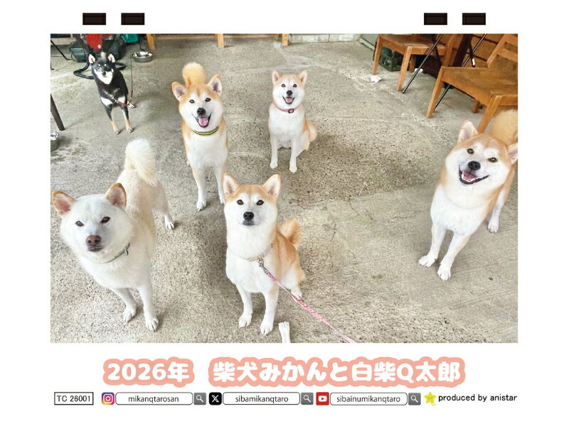 【予約販売】 柴犬みかん園ファミリー 2026年 卓上 カレンダー TC26327