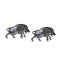 ̵ۥ󥺥ꡡܥåߥΥԥ塼եܥenglish made running wild boar pewter cufflinks in leatherette box x2tsbca68