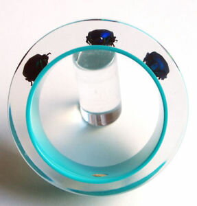 yzuXbg@ANZT?@oOfUCi[lucitedesigner blue lucite bracelet with real exotic bugs
