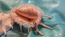 【送料無料】ブレスレット アクセサリ- ブレスレットアイテムpregnancy amp; fertility charm turtle 8 bracelet gemstone item fb7006