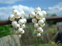 【送料無料】アクセサリー ネックレスjolies boucles dagostino oreilles anciennes pinces perlesjolies boucles doreilles anciennespincesperles