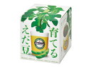 聖新陶芸 SEISHIN 育てる えだ豆 栽培キット GD979 4528757040286