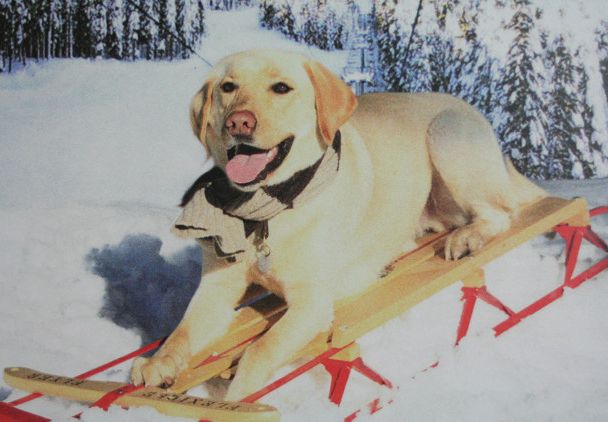 ハワイアン雑貨 ハワイアン 雑貨 ハワイ直輸入BIGカードDOG FLYER2 メール便対応 ハワイアン雑貨 ハワイ お土産 ハワイアン インテリア(3)