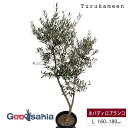 【送料無料】 鶴亀園 オリーブの木 ネバディロブランコ Large (約160~180cm) ( オリーブ Lサイズ ラージ 10号 観葉植物 鉢植え 苗木 庭...