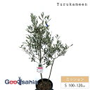 【送料無料】 鶴亀園 オリーブの木 ミッション Small (約100~120cm) ( オリーブ Sサイズ スモール 7号 観葉植物 鉢植え 苗木 庭木 植木...