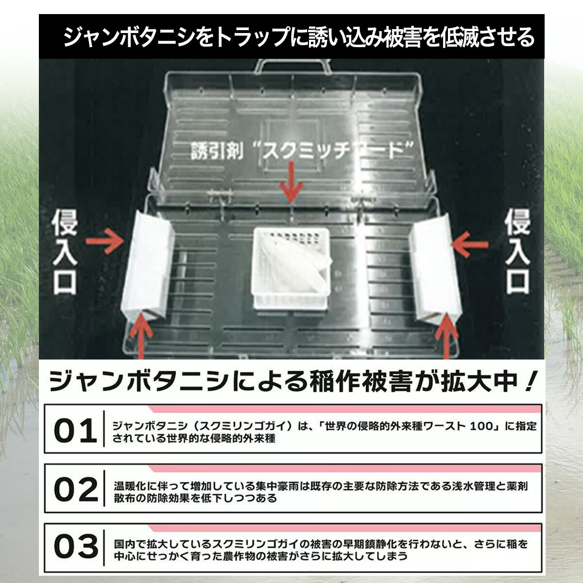 スクミッチ ジャンボタニシ防除トラップ 捕獲器本体 3台セット 田んぼ 田植え 水稲...