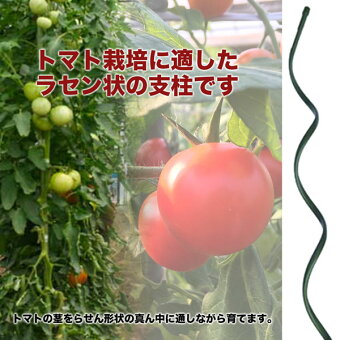 楽天市場 シンセイ トマト支柱 F11 長さ 10mm 50本 らせん支柱 トマト きゅうり栽培 家庭菜園 農業資材 ホームオン 楽天市場 シンセイ トマト支柱 F11 長さ 10mm 50本 らせん支柱 トマト きゅうり栽培 家庭菜園 農業資材 ホームオン