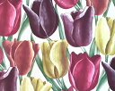 T_[\ Early Tulips@ǎ 1mJbg̔ sanderson EH[؁[p[ Aǎ CO `[bv 