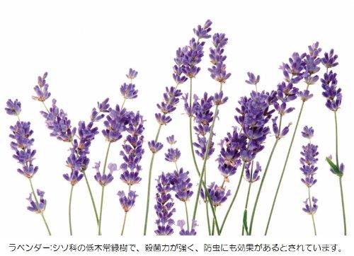 コジット 加湿器タンクの除菌剤 ラベンダー