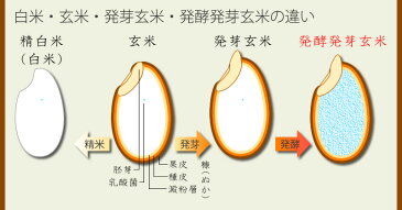 【発酵発芽玄米 300g】玄米 無洗 米 送料無料 ビタミン ミネラル 食物繊維 植物性乳酸菌 GABA 酵素 特許製法の発酵 効果 無添加国内産 植物性乳酸菌が玄米の約10万倍 岡山県産「曙米」を使用【meru2】【dai】