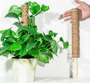 【送料無料】3本セット ココスティック モンステラ 支柱 ココナッツ おしゃれ 園芸支柱 ポトス 植物支柱 ガーデン 蔓 花ささえ 連結 延長 木製 ココナッツ...