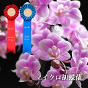 古希 お祝い プレゼント 古希祝い 女性 鉢植え 花 ギフト お祝い 『選べる マイクロ 胡蝶蘭 』 ミニ胡蝶蘭 ミディ 鉢花 義母 誕生日プレゼント 70歳 母親 50代 60代 70代 祖母 還暦 古希 喜寿 祝い 米寿 卒寿 開店祝い サロン 美容室 開業祝い FLEGRE