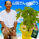 ★父の日早割300円OFF22日迄★ 父の日 プレゼント 鉢植え ぶどう 葡萄 果物 デラウェア コーヒー 『山田さんの ぶどうの木 鉢 植え』 植物 フルーツ...