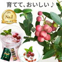 ★父の日早割300円OFF22日迄★ 父の日 プレゼント ブルーベリー 鉢植え 果物 お菓子 スタバ 『育てる 果樹鉢 ピンクレモネード』 コーヒー 珈琲 苗木...