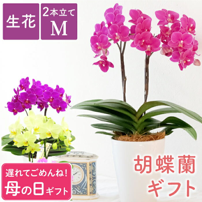 母の日 遅れてごめん プレゼント 蘭 鉢植え 喜寿 お祝い お母さん 誕生日プレゼント 『選べる ミディ 胡蝶蘭 』 花 花鉢 鉢花 ギフト ミニ胡蝶蘭 母親 義母 女性 祖母 70代 60代 80代おばあちゃん 古希祝い 還暦祝い 傘寿 米寿 祝い 開店祝い 開業祝い サロン 美容室 FLEGREのサムネイル