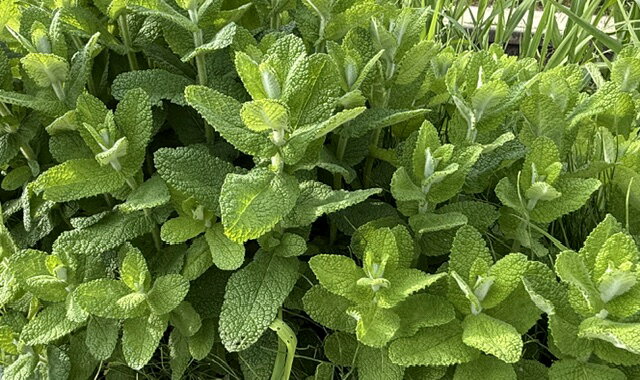 農家直送 生アップルミント 30g (15〜30本くらい) 茎付き フレッシュハーブ 農薬：栽培期間中不使用 クール便