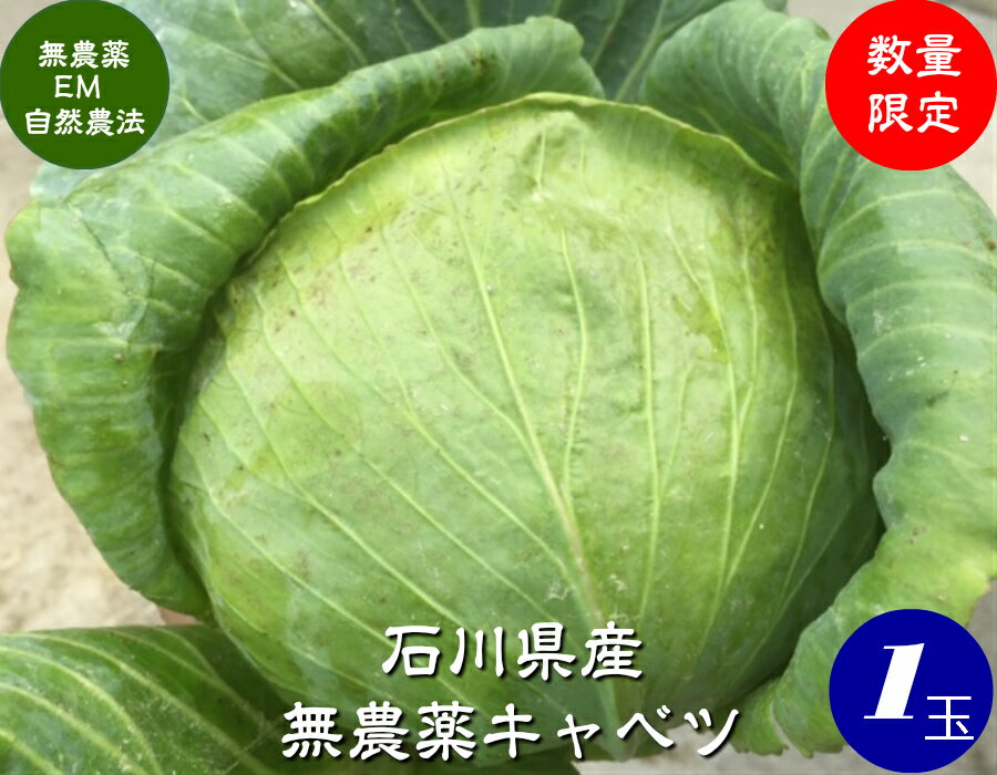 送料無料　無農薬栽培 ミニキャベツ 訳あり 1個クール発送［無農薬/野菜/キャベツ］のサムネイル