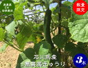 送料無料 無農薬栽培 きゅうり 3本入り（無農薬キュウリ）Cucumber