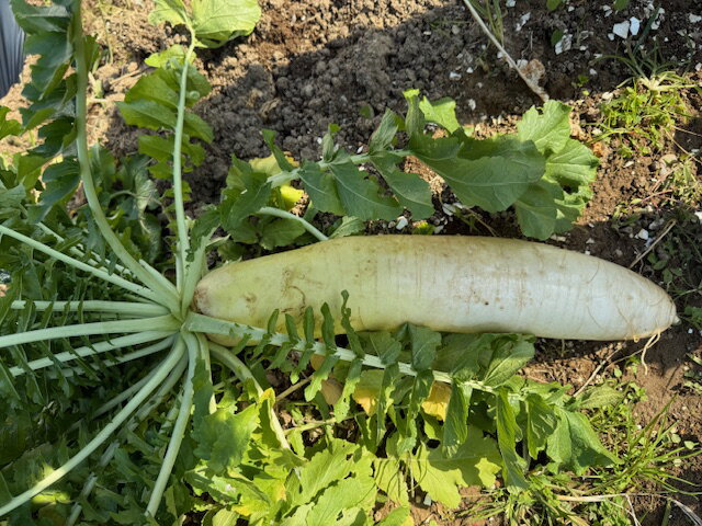 有機栽培 EM農法 総太り大根(だいこん)1本【葉っぱ付き】【無農薬 ダイコン 国産 石川県産・EM菌 自然農法】