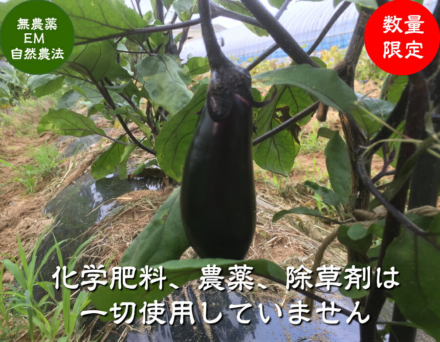 ほんだ農場楽天市場店の送料無料 「EM農法 無農薬 なす」4〜5個入［EM菌、EM、ナス、茄子］｜アングル2