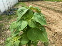 送料無料 無農薬 EM農法 無農薬えごま エゴマ 【1本】 【クール発送便】(荏胡麻)【無農薬・えごま 国産 石川県産・EM菌】