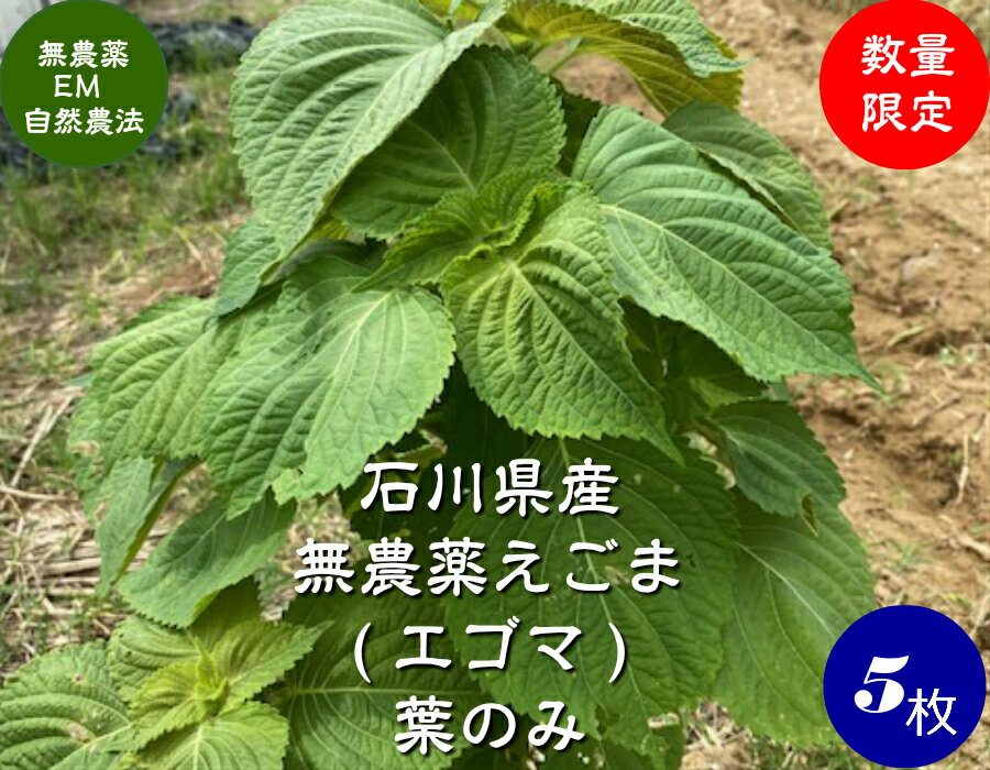 送料無料 無農薬 EM農法 無農薬えごま エゴマの葉　5枚 メール便（荏胡麻）1袋5枚【無農薬・えご ...