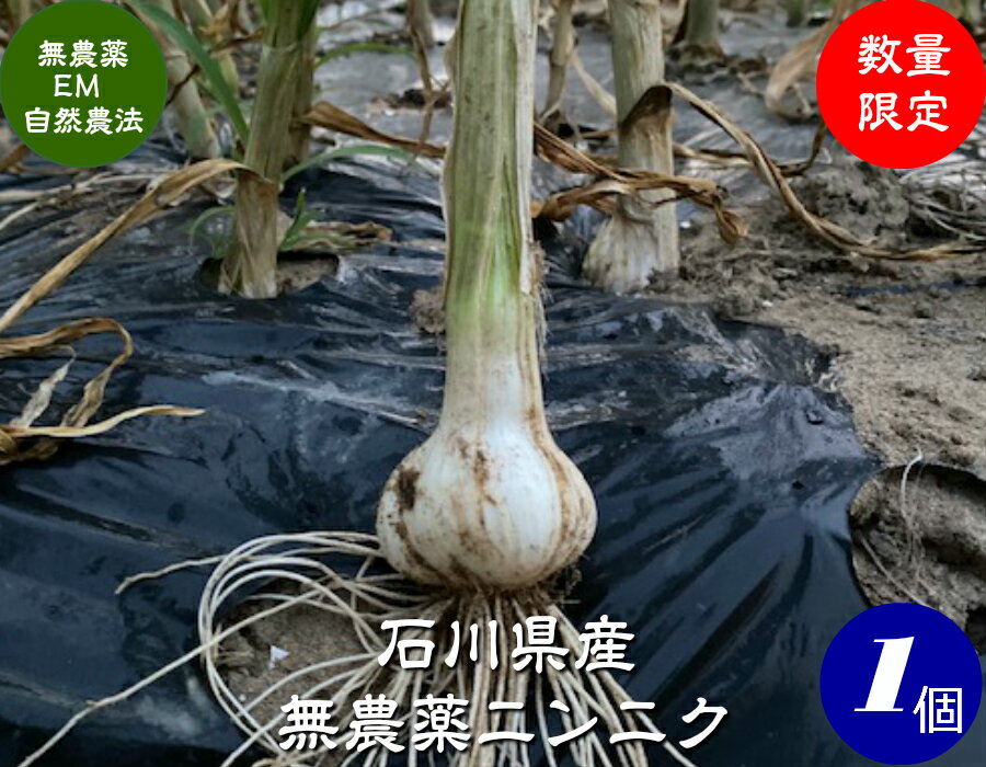 送料無料　EM農法・無農薬栽培 にんにく・石川県産・1個［無農薬、ニンニク、国産、EM菌］のサムネイル