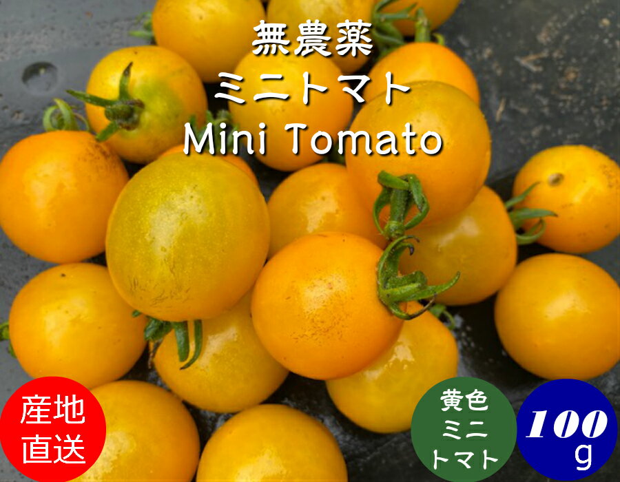 無農薬 ミニトマト【黄色】 約100g［無農薬/薄皮ミニ トマトピンキー/無農薬栽培/トマト/Mini Tomato red］のサムネイル