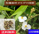 無農薬 EM農法 有機栽培 オモダカ(おもだか)球根 1袋 100球根「メール便」【無農薬・有機 期間限定】
