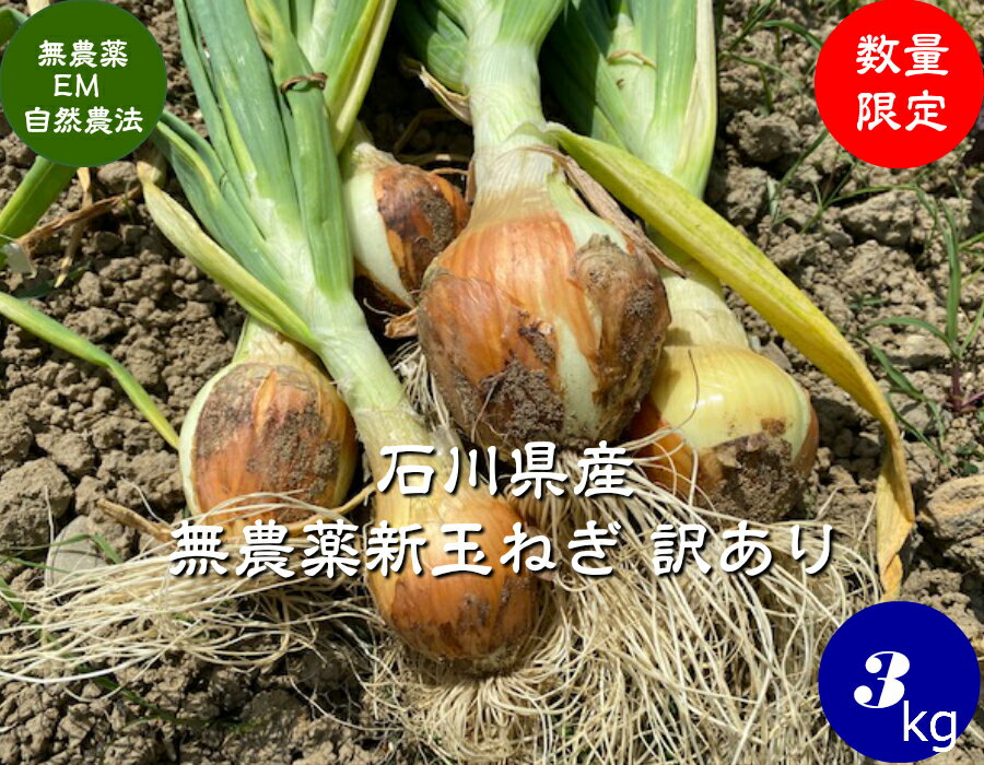 送料無料 EM農法・無農薬栽培・【訳あり】新玉ねぎ・石川県産 約3kg［無農薬・たまねぎ・国産・EM菌］