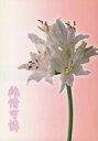 鋼の錬金術師 -純情可憐- /秘蜜の花園/TFT /〈女性向同人誌〉【中古】afb