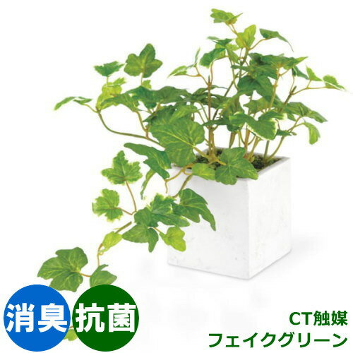 観葉植物