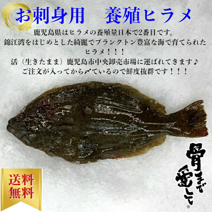 【鮮魚】養殖ヒラメラウンド　ヒラメ　鮃　1尾約0.8kgから1.6kg　鹿児島県産　送料無料　チルド ...