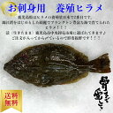 養殖ヒラメラウンド　ヒラメ　鮃　1尾約0.8kgから1.6kg　鹿児島県産　送料無料　チルド　春　贅沢　グルメ　内臓、エラ付き　丸々1匹 北海道、沖縄は1000円加算し、ご請求いたします。お取り寄せ　日本一　消費税込み　　刺身