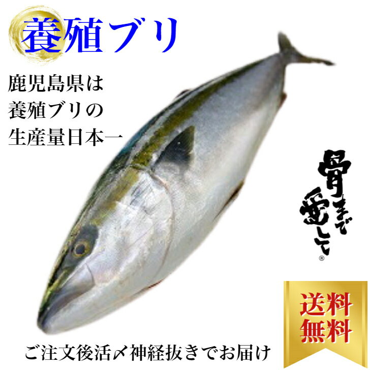 ブリ ぶり 1尾約5kgから6kg 内臓 エラ付き 鰤しゃぶ 刺身 コロナ 対策 お取り寄せ グルメ プレゼント ギフト セット おつまみ 結婚祝い 出産祝い 誕生日プレゼント 食品 食べ物 福袋 内祝い 高…